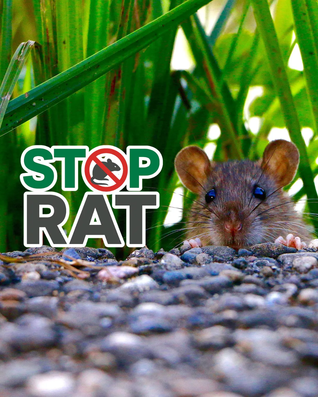 Service dératisation Bio Taupe